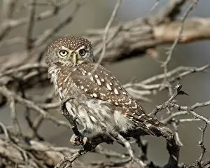 Images Dated 10th April 2011: Pearl-spotted owlet (pearl-spotted owl) (Glaucidium perlatum), Kgalagadi Transfrontier Park