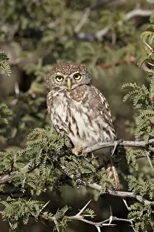 Pearl-spotted owlet (pearl-spotted owl) (Glaucidium perlatum), Kgalagadi Transfrontier Park