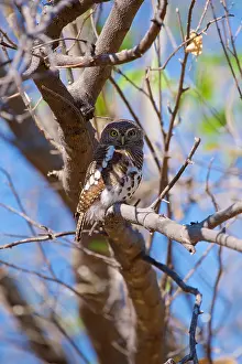 Raptor Prints: Pearl spotted owlet, perched in a tree, Glaucidium perlatum, Chobe National Park, Botswana