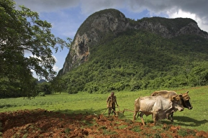Farmer Prints: Peasant farmer ploughing field with his two oxen, Vinales, Pinar del Rio province