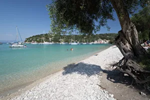 Holiday Maker Prints: Pebble beach and bay with olive tree, Lakka, Paxos, Ionian Islands, Greek Islands