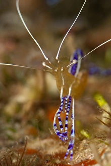 Seabed Prints: Pederson shrimp (Periclimenes pedersoni)
