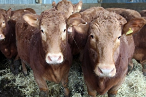 Animal Head Prints: Pedigree South Devon cattle, Devon, England, United Kingdom, Europe