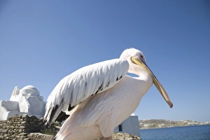 Mikonos Prints: Pelican, Chora