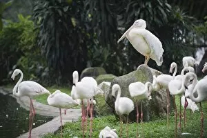 Images Dated 20th September 2009: Pelican and flamingos, KL Bird Park, Kuala Lumpur, Malaysia, Southeast Asia, Asia