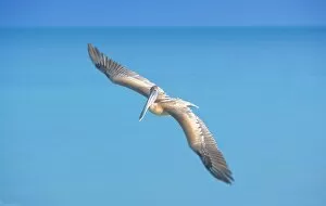 Images Dated 1st January 2009: Pelican flying over sea, Key West, Florida, United States of America, North America