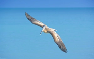 Images Dated 1st January 2009: Pelican flying over sea, Key West, Florida, United States of America, North America