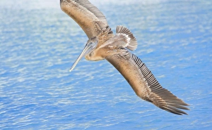 Images Dated 1st January 2009: Pelican flying over sea, Key West, Florida, United States of America, North America