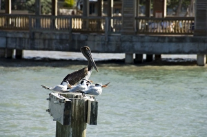 Key West Prints: Pelican and sea birds on post