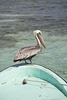 Pelicans Prints: Pelican, Tobaco Caye, Belize, Central America
