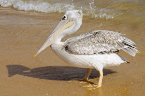 Images Dated 2nd January 2009: Pelicans on beach at Saly, Senegal, West Africa, Africa