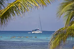 Pelicans Prints: Pelicans in front of catamaran