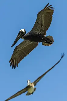 Spread Wings Prints: Pelicans fishing at Cabo Blanco beach & nature reserve, southern Nicoya Peninsula