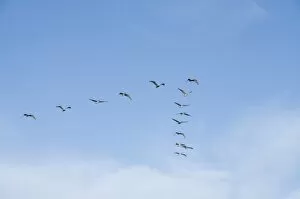 Images Dated 23rd October 2009: Pelicans in flight, Sanibel Island, Gulf Coast, Florida, United States of America
