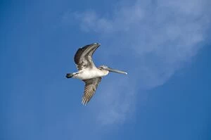 Images Dated 23rd October 2009: Pelicans in flight, Sanibel Island, Gulf Coast, Florida, United States of America