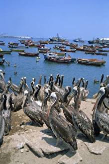 Outodors Prints: Pelicans by the harbour, Arica, Chile, South America