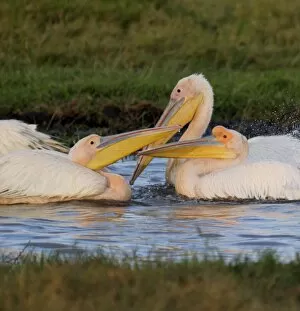 Pelicans, Lake Nakuru National Park, Kenya, East Africa, Africa