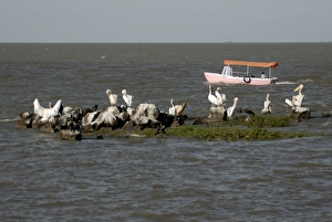 Pelicans, Lake Tana, Ethiopia, Africa