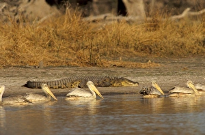 Pelicans Prints: Pelicans in Moremi Game Reserve, Okavango Delta, Botswana, Africa