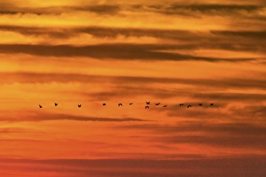 Nicoya Peninsula Prints: Pelicans at sunset over Playa Guiones surf beach