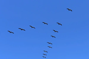 Nicoya Peninsula Prints: Pelicans in V formation over Playa Guiones beach