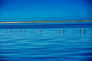 Pelecanus Occidentalis Prints: Pelicans, Whale Watching, Magdalena Bay, Mexico, North America