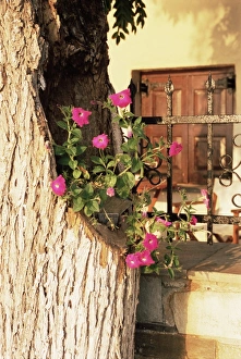 Petunia Prints: Pelion, Greece