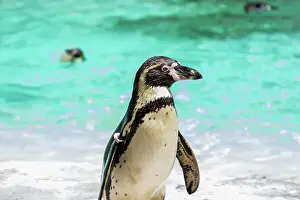 Swim Prints: Penguin on a beach with clear blue water and swimmers in the background at London Zoo
