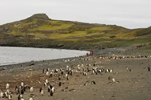 Aitcho Island Prints: Penguin colony, Aitcho Island, South Shetland Islands, Antarctica, Polar Regions