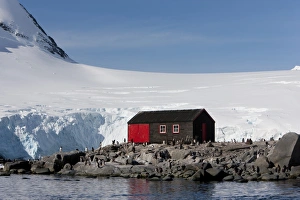 Images Dated 16th February 2009: Penguin colony, English Research Station, Port Lockroy, Antarctic Peninsula