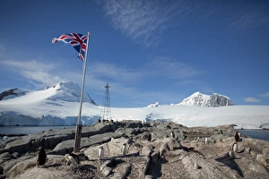 Images Dated 17th February 2009: Penguin colony, English Research Station, Port Lockroy, Antarctic Peninsula