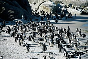 Images Dated 9th August 2008: Penguins at Boulder beach in Simons town