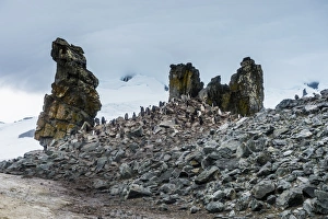 Penguins below dramatic rock formations, Half Moon Bay, South Sheltand Islands, Antarctica