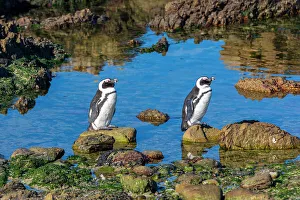 Natural Setting Prints: Penguins, Gansbaai, Western Cape, South Africa, Africa
