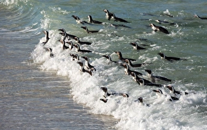 Penguins swimming in on the tide at Boulders Beach, Boulders Penguin Colony, Simons Town