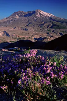 Flowers Prints: Penstemon flowers, Mount St