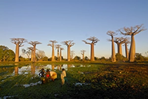 Swamp Prints: People fishing at the Avenue de Baobabs at sunset, Madagascar, Africa
