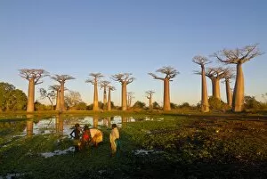 People fishing at the Avenue de Baobabs at sunset, Madagascar, Africa