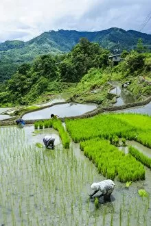 Images Dated 24th April 2011: People harvesting in the rice terraces of Banaue, UNESCO World Heritage Site, Northern Luzon