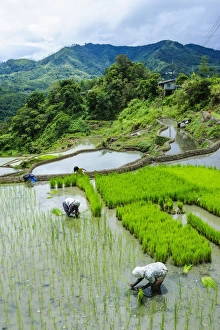 Harvesting Prints: People harvesting in the rice terraces of Banaue