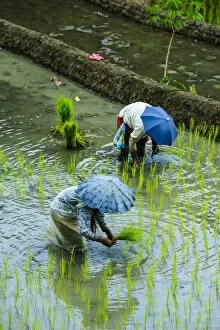 Images Dated 24th April 2011: People harvesting in the UNESCO World Heritage Site of Banaue, Northern Luzon, Philippines