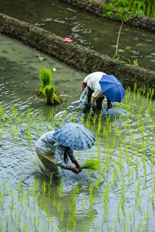 Harvesting Prints: People harvesting in the UNESCO World Heritage Site of Banaue