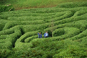 Maze Prints: Two people lost in Glendurgan Maze, near Falmouth, Cornwall, England, United Kingdom