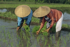 Straw Hat Prints: Two people rice planting