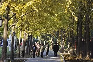 Images Dated 8th November 2007: People walking under an avenue of autumn coloured trees in Ritan Park, Beijing