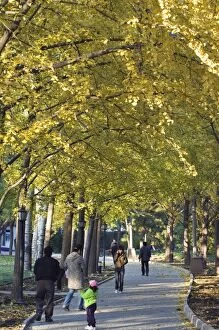 People walking under an avenue of autumn coloured trees in Ritan Park, Beijing