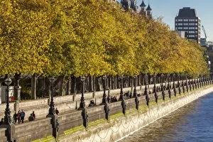Westminster Collection: People walking beneath trees bearing autumn coloured leaves along the South Embankment of
