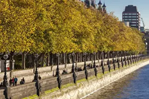 Lamp Post Prints: People walking beneath trees bearing autumn coloured leaves along the South Embankment of the River Thames
