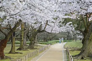 Prunus Serrulata Prints: People walking under cherry trees in blossom in Koraku-en Garden