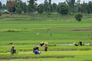 Paddy Field Prints: People at work in rice fields